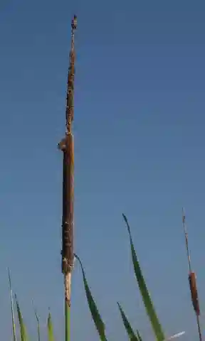 نبات البردي الفِيَلي في بيئته الطبيعية