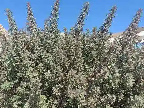 نبات الفورسكالية في بيئته الطبيعية