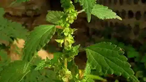 نبات الفورسكالية في بيئته الطبيعية