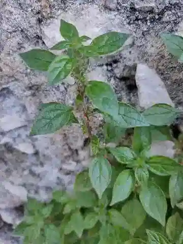 نبات الحيwall في بيئته الطبيعية