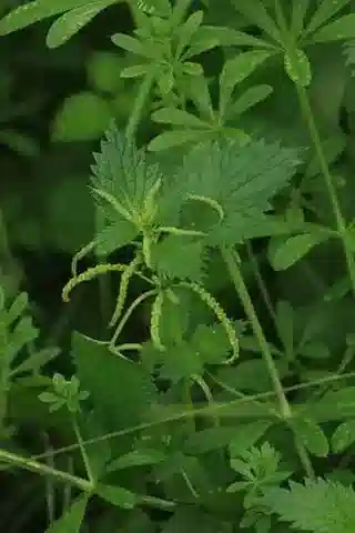 نبات القرصعنة في بيئته الطبيعية