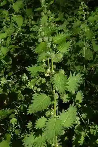 نبات القرصعنة في بيئته الطبيعية