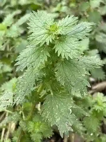نبات القرصعنة في بيئته الطبيعية