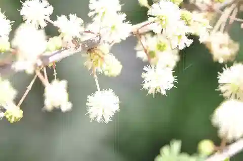نبات السَّمُر في بيئته الطبيعية