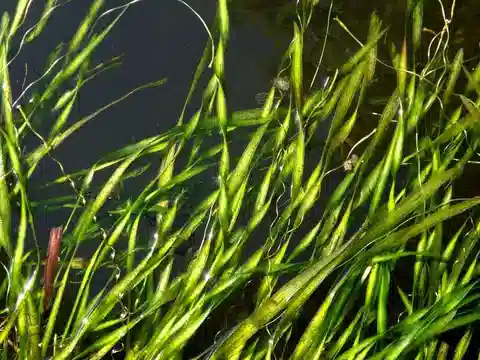 نبات الفاليسنيريا الحلزونية في بيئته الطبيعية