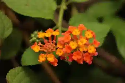 نبات اللانتانا الكامارة في بيئته الطبيعية