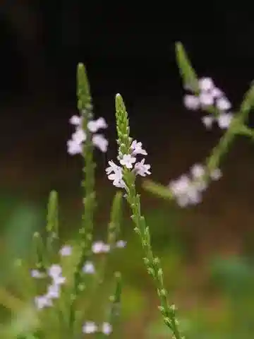 نبات اللَّبْنَة الطبية في بيئته الطبيعية