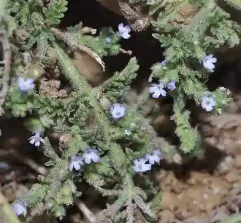 نبات اللَّبْنَة المنبسطة في بيئته الطبيعية