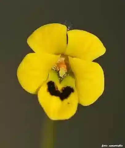 نبات البنفسج scorpiuroides في بيئته الطبيعية