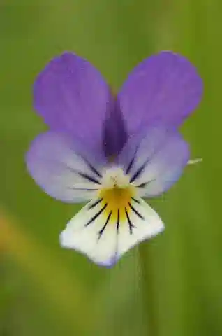 نبات البنفسج tricolor subsp. tricolor في بيئته الطبيعية
