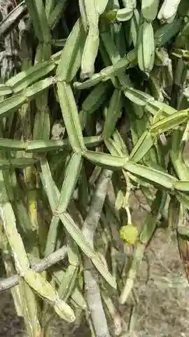 نبات القصص quadrangularis var. quadrangularis في بيئته الطبيعية