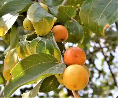 نبات السِّدْر في بيئته الطبيعية