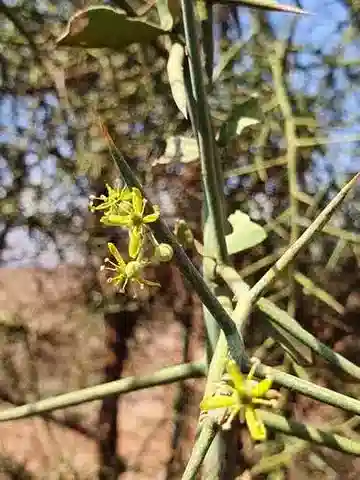 نبات ال-balaniya (البقلام) aegyptiaca var. aegyptiaca في بيئته الطبيعية