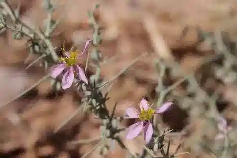 نبات الفاغونيا arabica var. viscidissima في بيئته الطبيعية