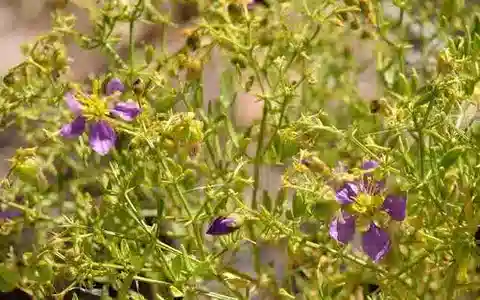 نبات الفاغونيا isotricha في بيئته الطبيعية