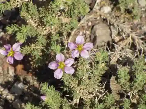 نبات الفاغونيا mollis var. hispida في بيئته الطبيعية