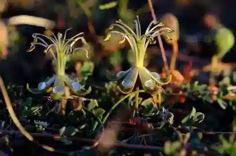 نبات السيتzenia lanata في بيئته الطبيعية