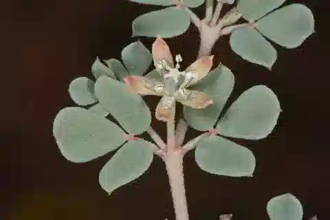 نبات السيتzenia orientalis في بيئته الطبيعية