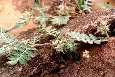 نبات الحَّلبَق (القُندل) bimucronatus var. bispinulosus في بيئته الطبيعية