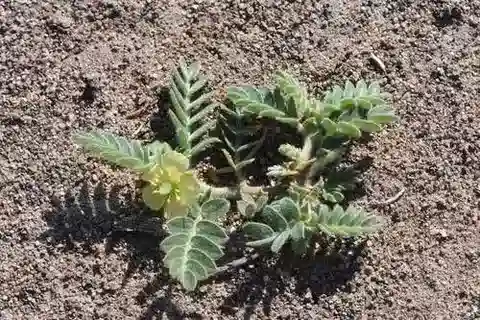نبات الحَّلبَق (القُندل) macropterus var. macropterus في بيئته الطبيعية
