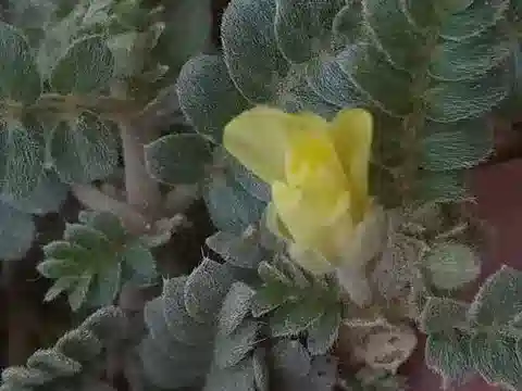 نبات الحَّلبَق (القُندل) mollis في بيئته الطبيعية