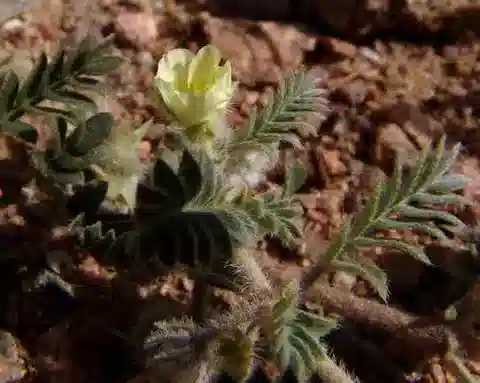 نبات الحَّلبَق (القُندل) pentandrus var. micropteris في بيئته الطبيعية