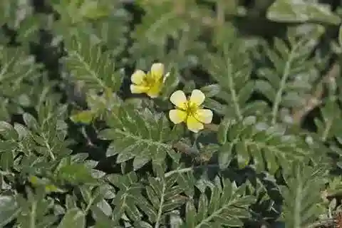 نبات الحَّلبَق (القُندل) terrestris var. terrestris في بيئته الطبيعية