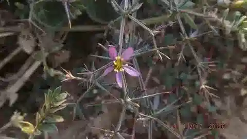 نبات الزَّيْجوفيلوم (القطّين) bruguieri في بيئته الطبيعية