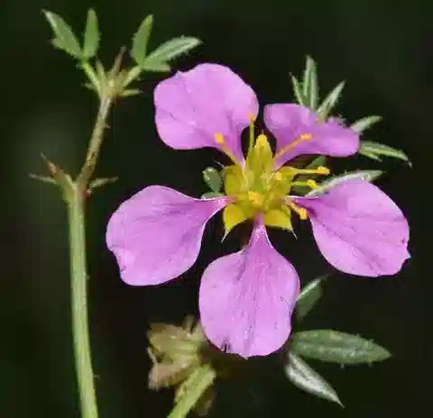 نبات الزَّيْجوفيلوم (القطّين) creticum في بيئته الطبيعية