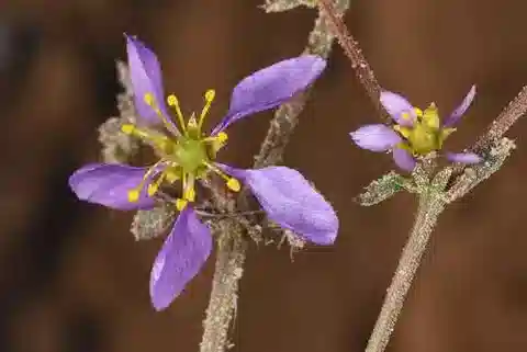 نبات الزَّيْجوفيلوم (القطّين) glutinosum في بيئته الطبيعية