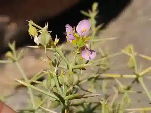 نبات الزَّيْجوفيلوم (القطّين) indicum في بيئته الطبيعية
