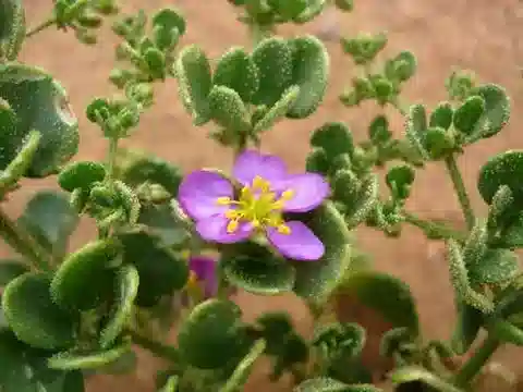 نبات الزَّيْجوفيلوم (القطّين) mayanum في بيئته الطبيعية