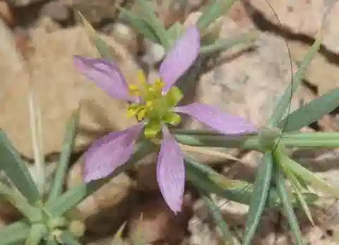 نبات الزَّيْجوفيلوم (القطّين) paulayanum var. schweinfurthii في بيئته الطبيعية